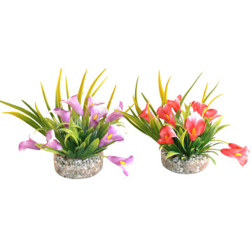 Sydeco® Cala Lily H 9 cm lot de 2 plantes 7,15 €