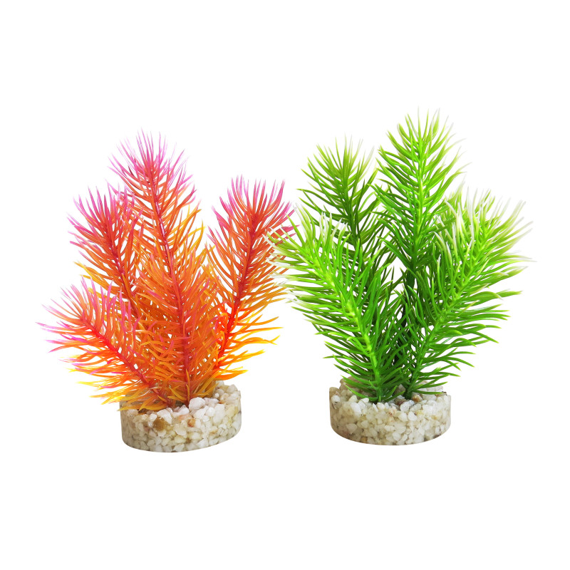 Sydeco® Cabomba Pearl H 14 cm lot de 2 plantes 5,50 €