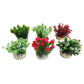 Sydeco® Nano Bush Natural H 9 cm lot de 6 plantes 27,40 €