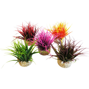 Sydeco® Aqua Nano Moss H 5 cm lot de 5 plantes 9,20 €