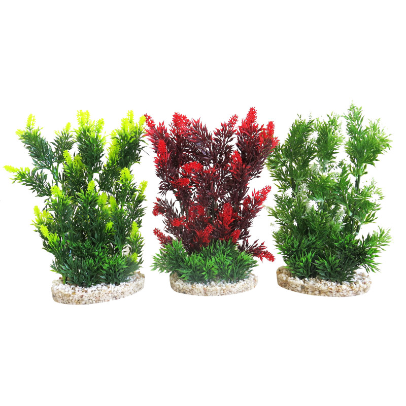 Sydeco® Hedge H 24 cm lot de 3 plantes 18,00 €