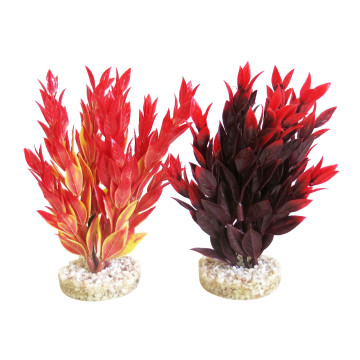 Sydeco® Fiesta Ruscus H 16 cm lot de 2 plantes 8,70 €