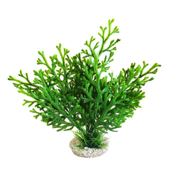 Sydeco® Microsorum Plant H 28 cm  8,56 €