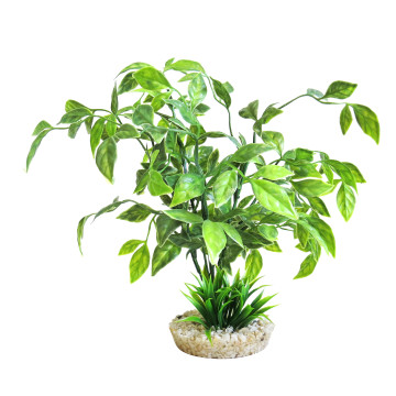 Sydeco® Echinodorus Plant H 31 cm  8,83 €