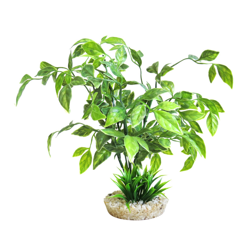 Sydeco® Echinodorus Plant H 31 cm  8,83 €