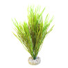 Sydeco Acorus Vivarium H 30 cm 8,20 €