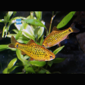 Barbodes semifasciolatus (schuberti) lot de 5 10,00 €