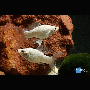 Poecilia Sphenops Mollys argentés lyres