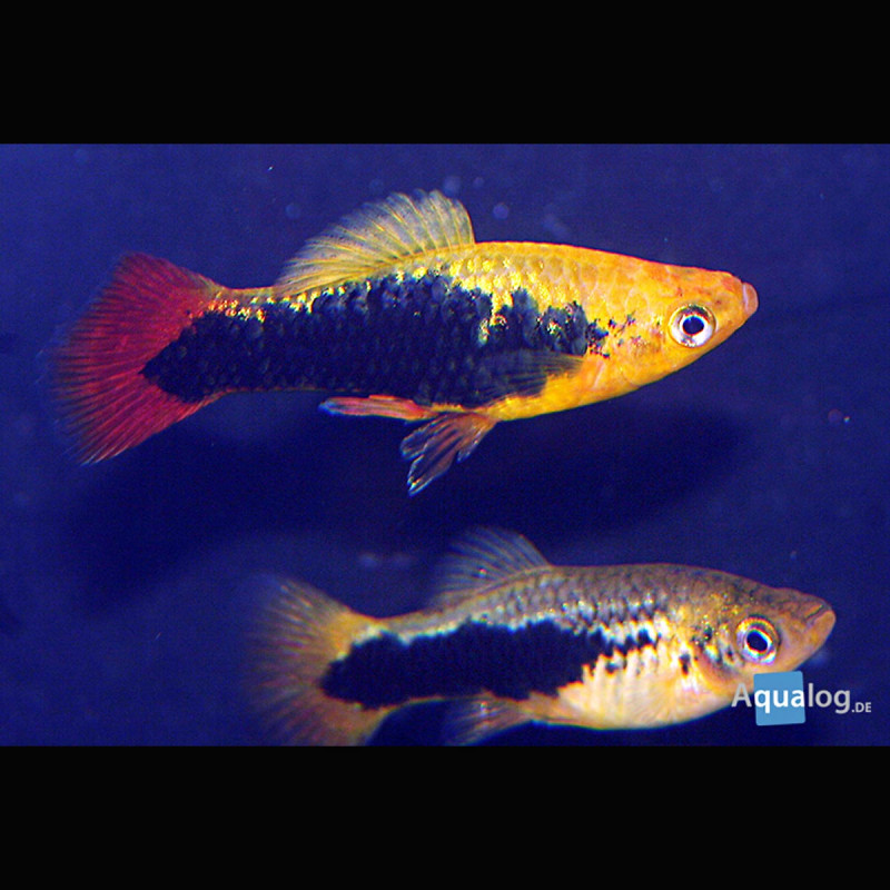 Platys Hawaiens