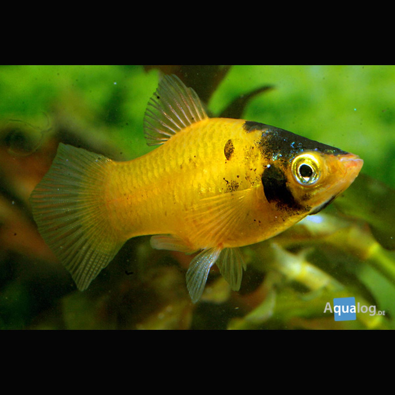 Xiphophorus maculatus Platys Batman lot de 3 6,50 €