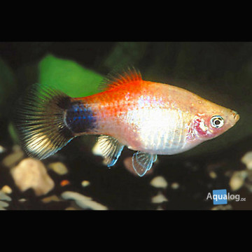 Xiphophorus maculatus Platys à dos rouge  2,50 €