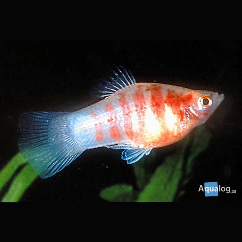 Xiphophorus maculatus Platys tigrés lot de 5