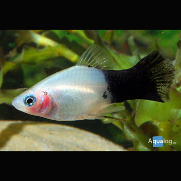 Xiphophorus maculatus Platys panda lot de 5