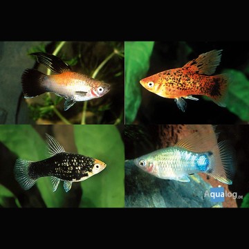 Xiphophorus maculatus Platy assortis 2-3cm lot de 3 6,00 €