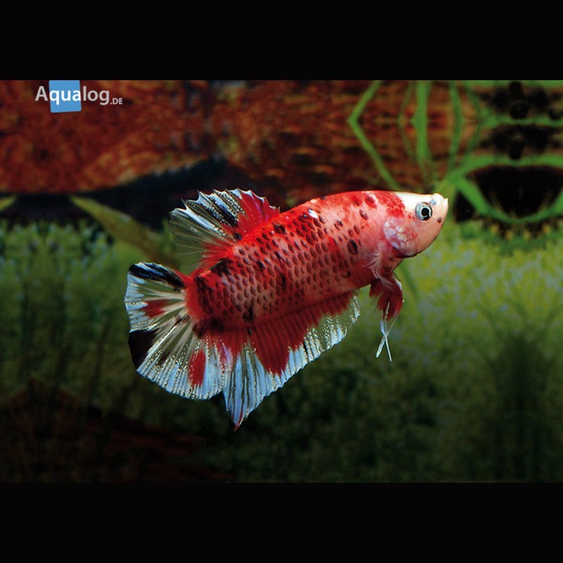 Betta Splendens Mâle-Combattant koï