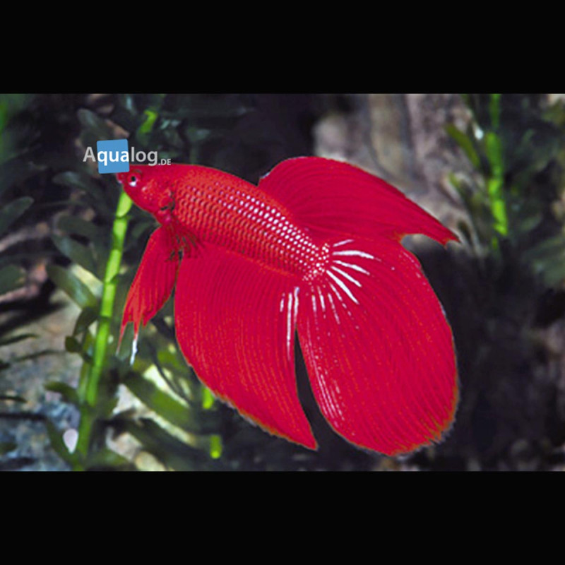 Betta Splendens Mâle-Combattant rouge