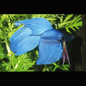 Betta Splendens Mâle-Combattant bleu