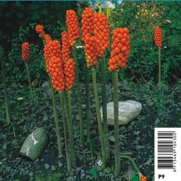 Arum italicum - Gouet d'Italie