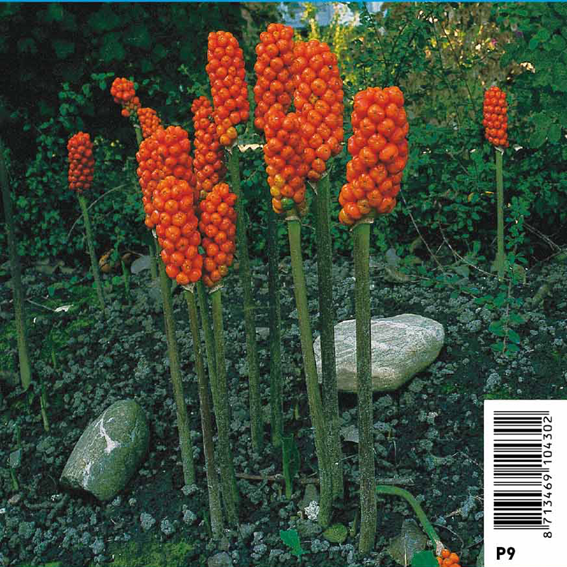 Arum italicum - Gouet d'Italie 2,95 €