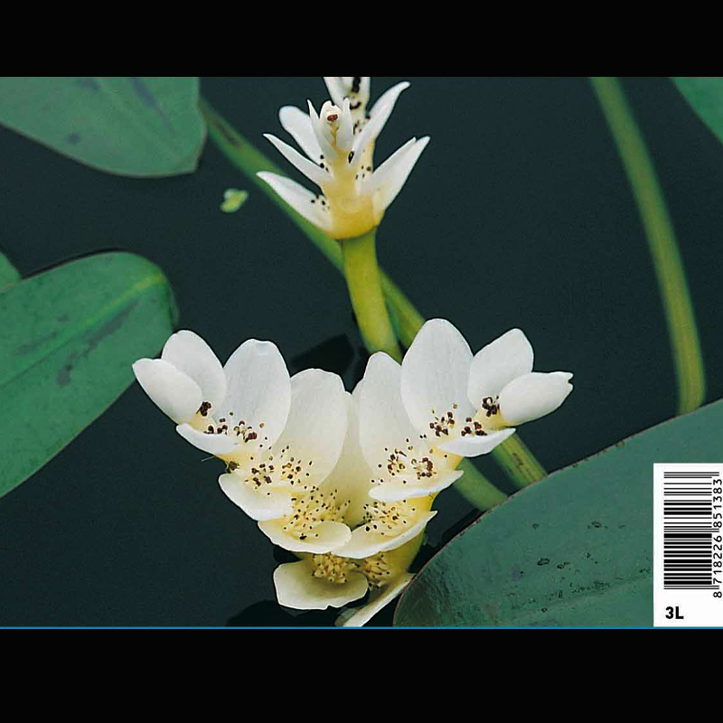 Aponogeton distachyos (blanc/wit)  8,95 €