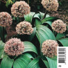 Allium karataviense - Ail ornemental 2,95 €