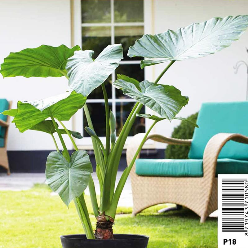 Alocasia macrorrhiza - l'oreille d'éléphant pot 18 x 18cm 7,95 €