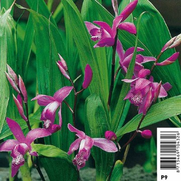 Bletilla striata - Orchidée Japonaise