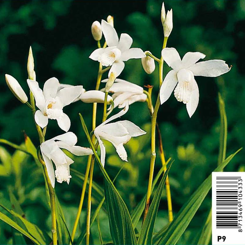 Bletilla striata alba