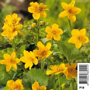 Caltha palustris jaune - Populage - souci d'eau - chaudière d'enfer