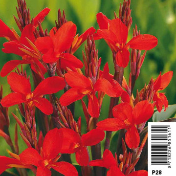 Canna rouge