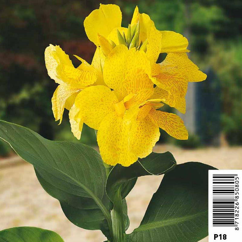 Canna jaune pot 18 x 18cm 12,00 €