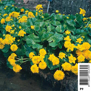 Caltha palustris Multiplex (jaune double) 3,95 €