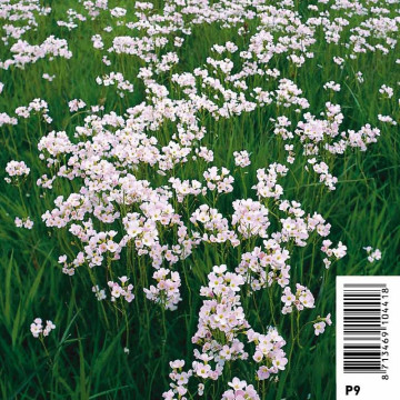 Cardamine praetensis - Cresonette