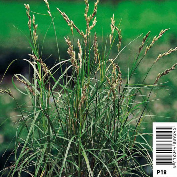 Carex muskingumensis - Souchet à feuilles alternes 2,95 €