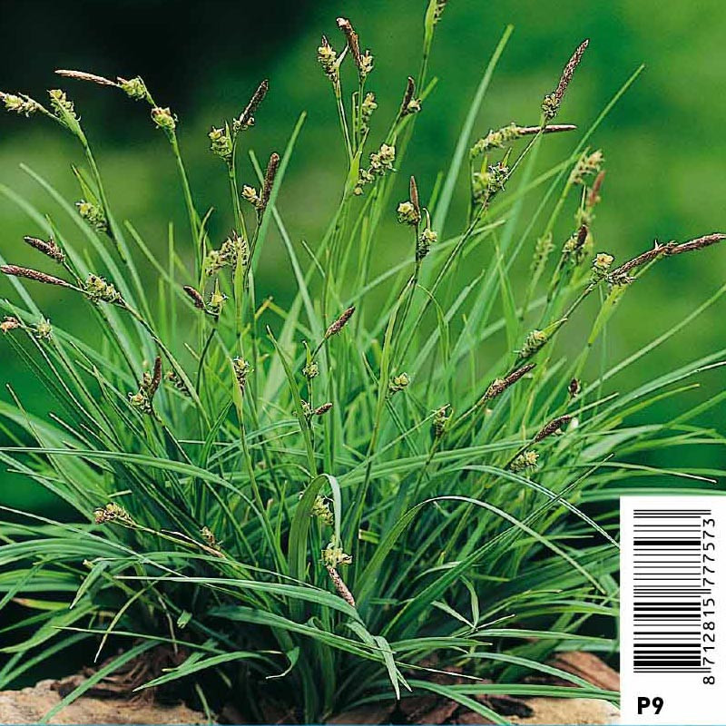 Carex panicea