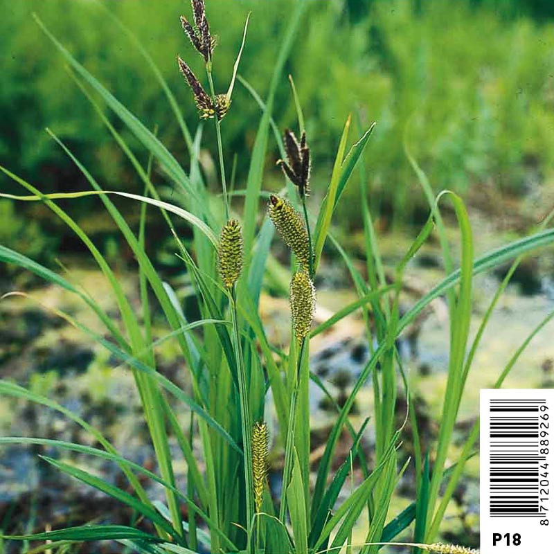 Carex riparia