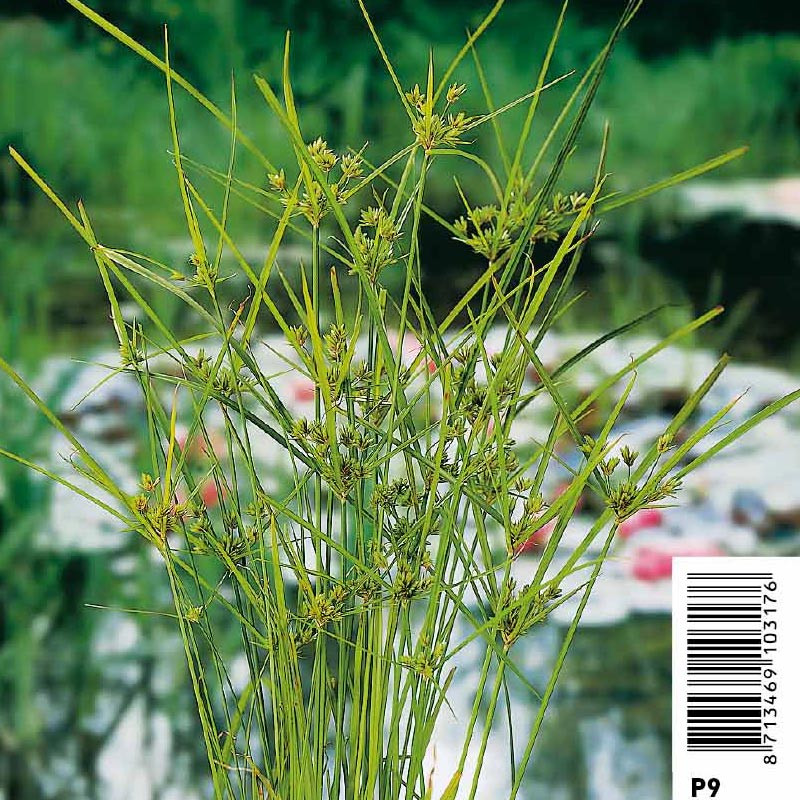 Cyperus alternifolius