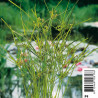 Cyperus alternifolius - Souchet ombrelle 2,95 €