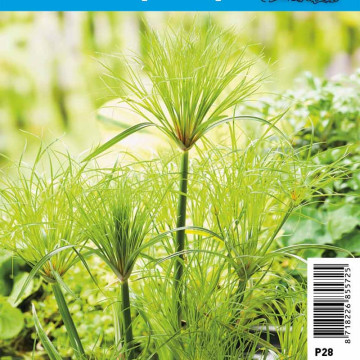 Cyperus Percamenthus pot 18 x 18cm 12,95 €