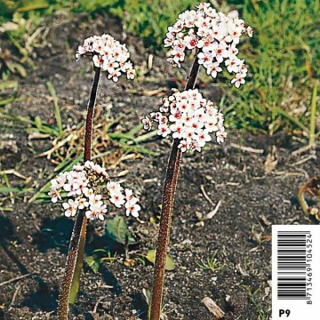 Darmera peltatum (Peltiphyllum) rose - Plante ombrelle