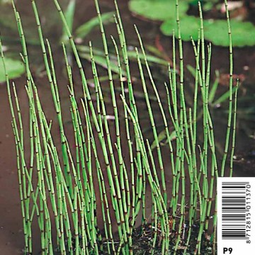 Equisetum fluviatilis - prêle des bourbiers