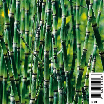 Equisetum japonicum - Prêle d'hiver, queue de cheval