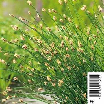 Eleocharis palustris - Scirpe des marais 3,30 €