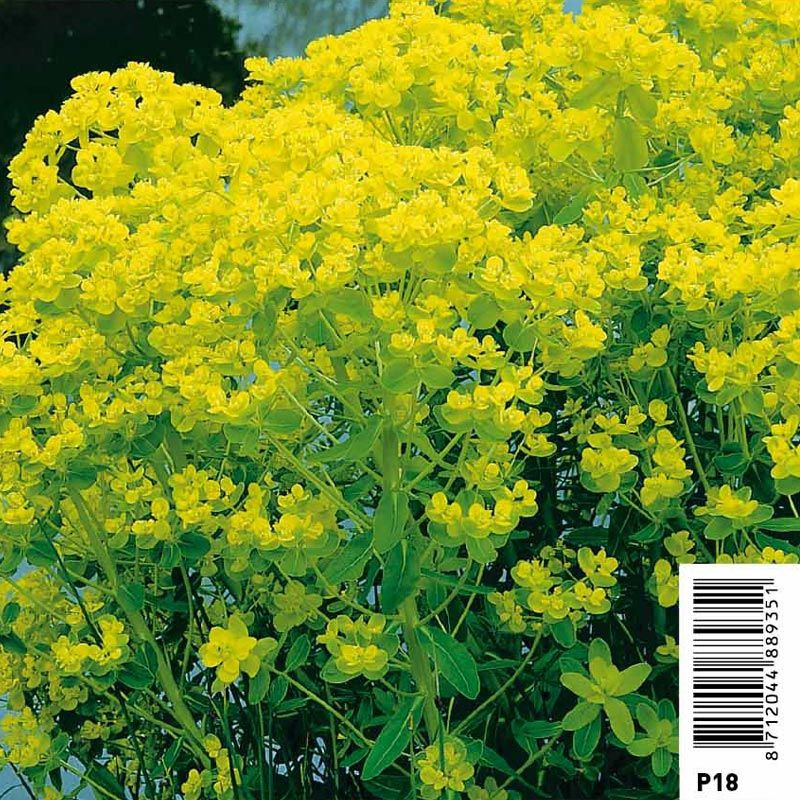 Euphorbia palustris - Euphorbe des marais 3,30 €