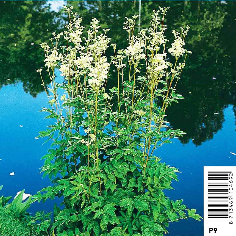 Filipendula ulmaria blanc - Reine des près, fausse spirée