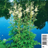 Filipendula ulmaria blanc - Reine des près, fausse spirée 3,50 €