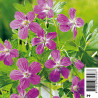 Geranium palustris - géranium des marais 3,30 €