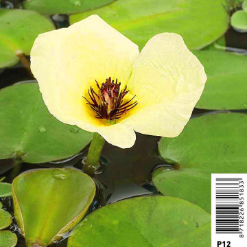 Hydrocleys nymphoides