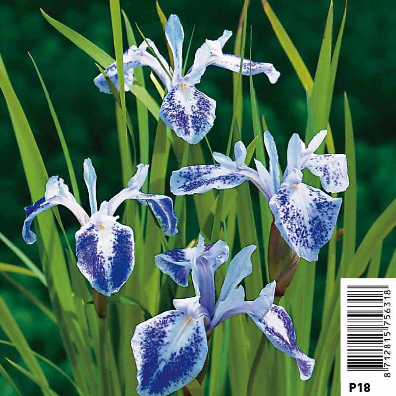 IRIS laevigata mottled beauty