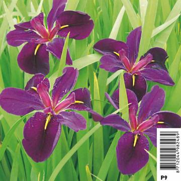 Iris black "Gamecock"